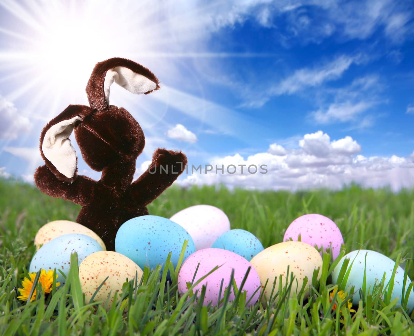 Bunny Rabbit in the Grass With Easter Colored Eggs by tobkatrina