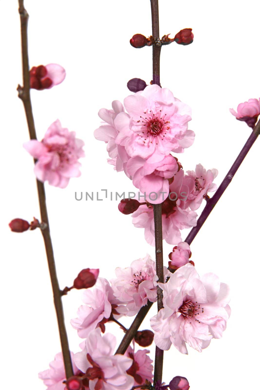 Extreme Depth of Field Image of Cherry Blossoms on White