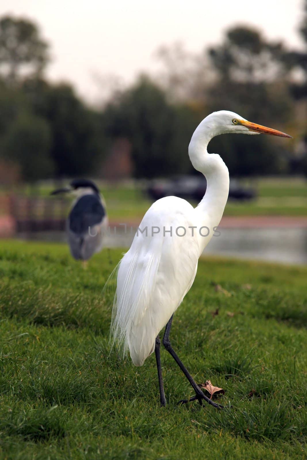 Stunning Egret Bird Outdoors. Side View