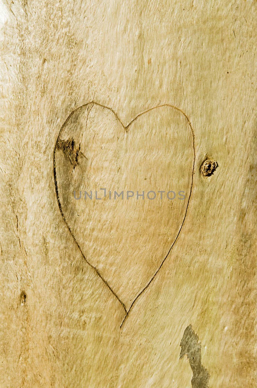 A heart of love carved in a tree bark.