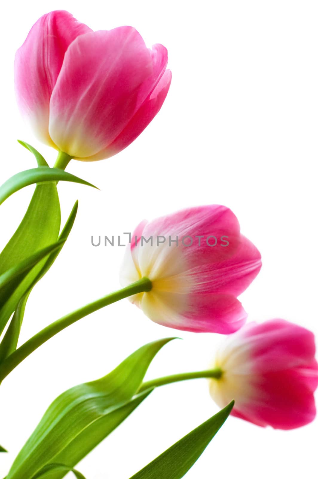 three pink tulip buds with its baco over white