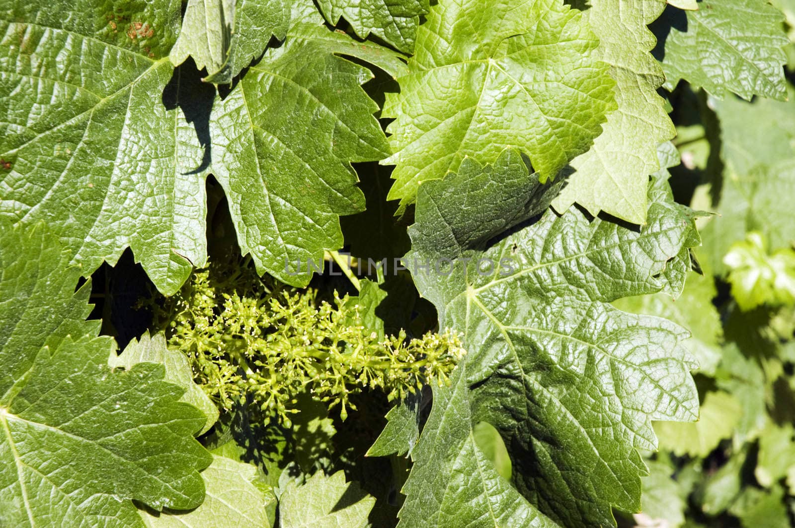 A bunch of green vine leaves with blossoms in sunshine outdoors