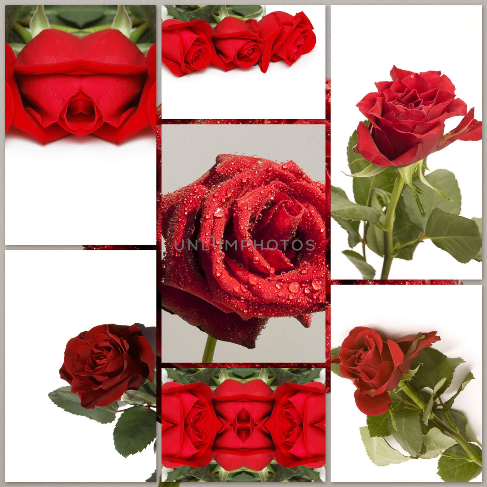 Montage of different red rose flowers pictures