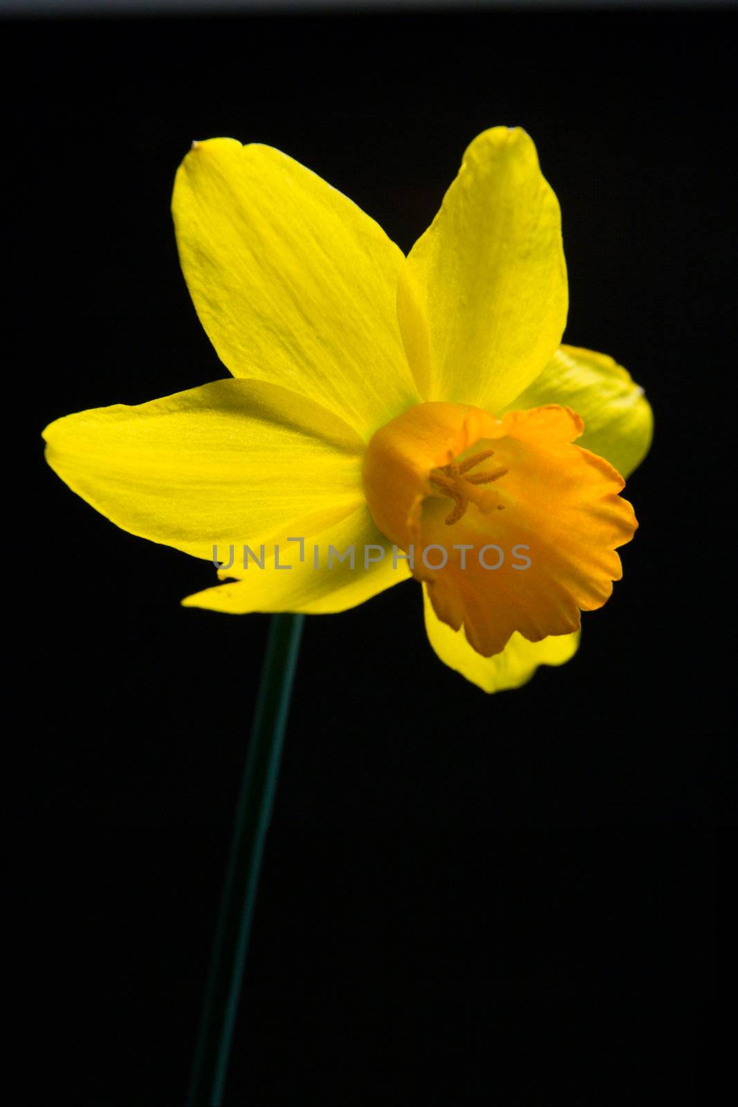 Single yellow daffodil with stem on black background