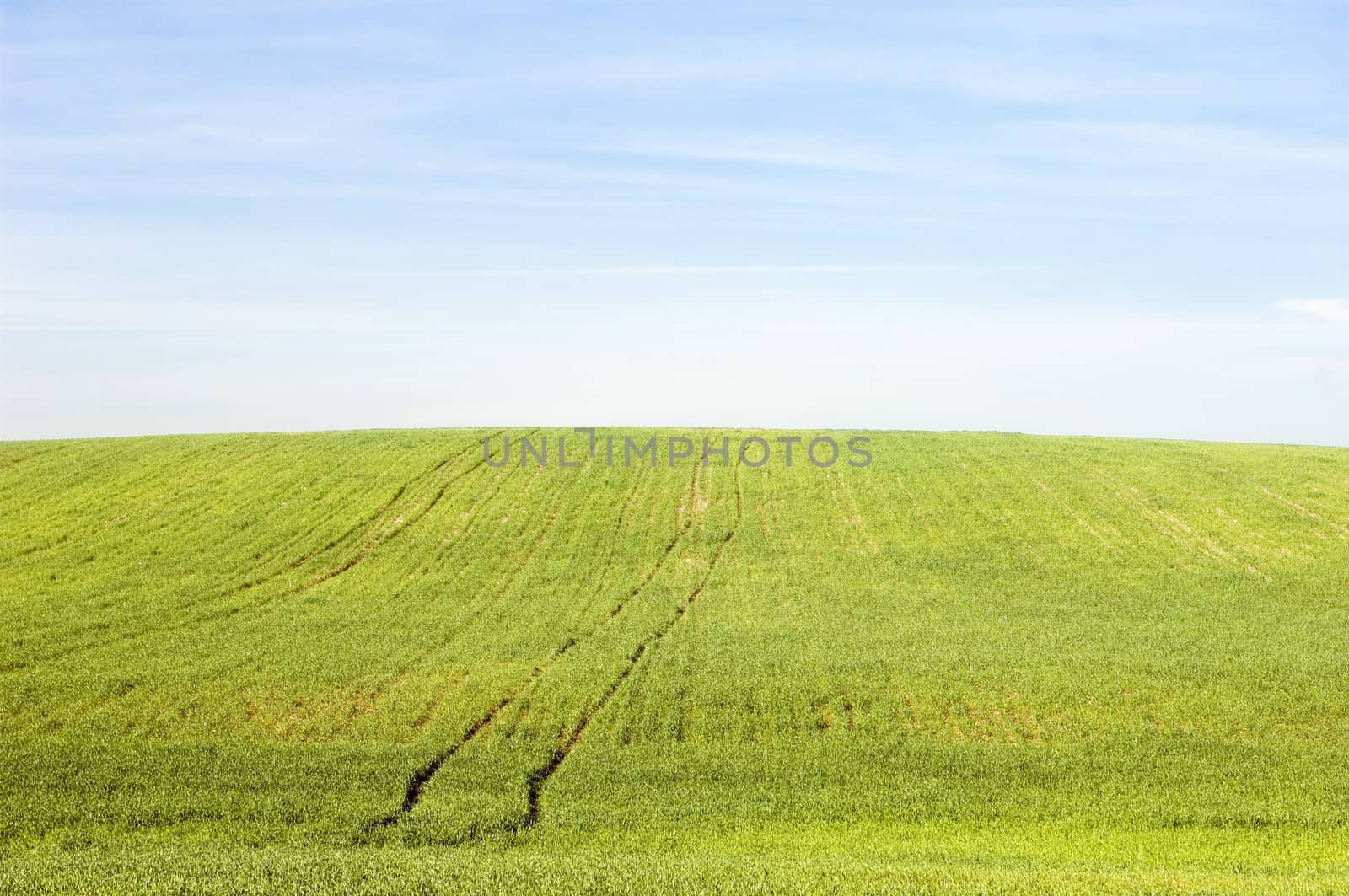 Rural scene - green field harvest landscape in spring