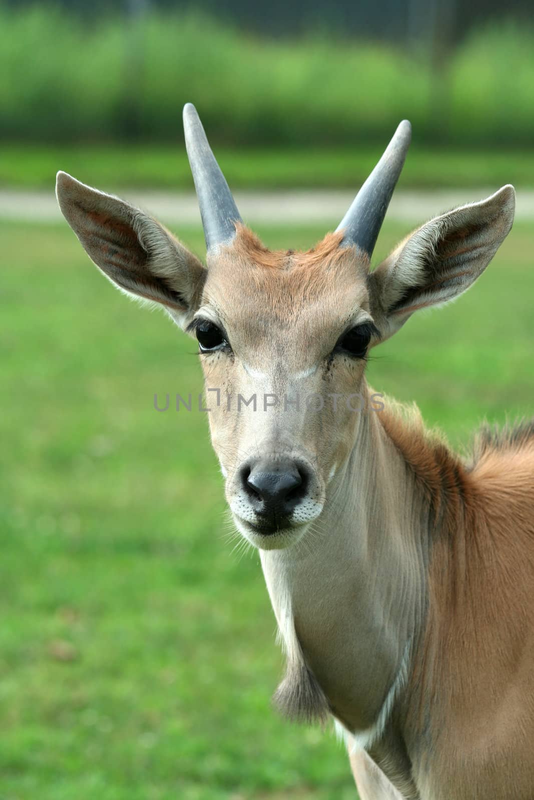 Close up of a curious Eland by njnightsky