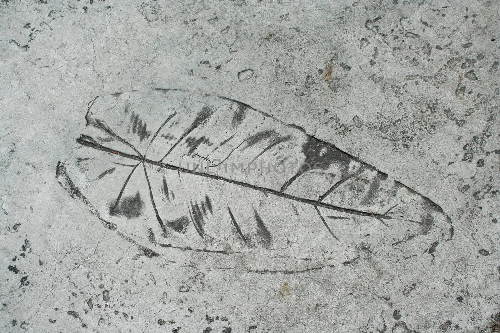 Leaf impression in a cement sidewalk