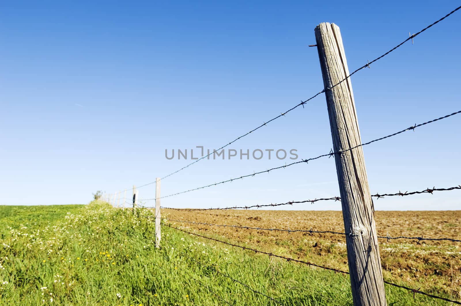 Perspective of a barbwire fence separating two farmlands