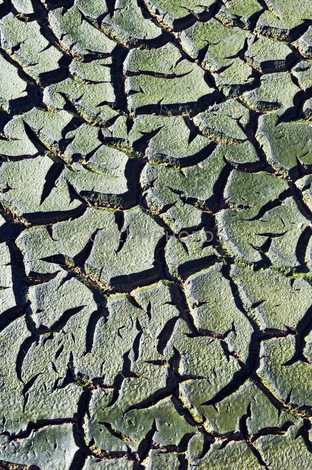 Green cracked mud resulting from sewer sedimentation 