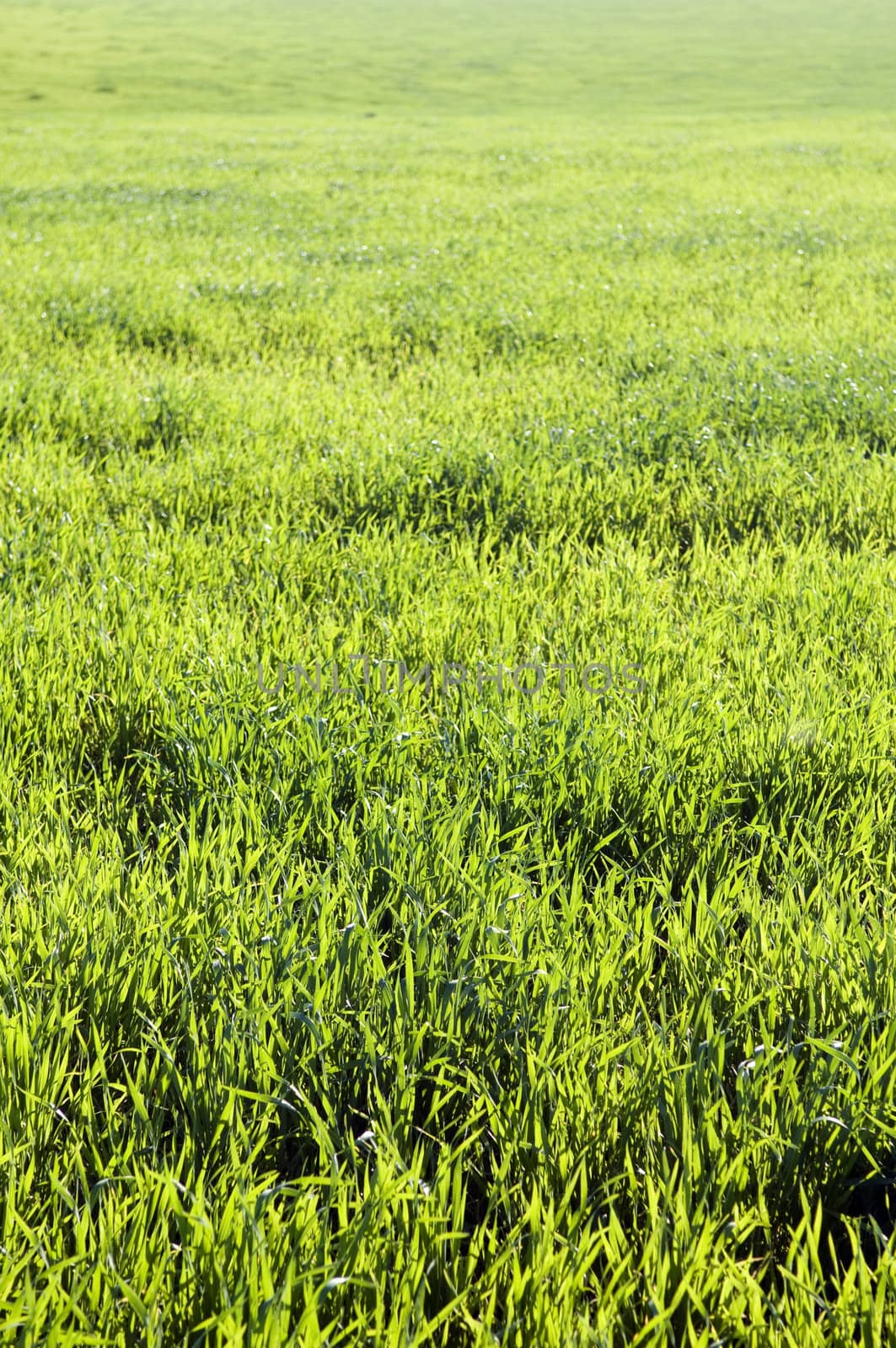 Beautiful grassland green background in a spring morning