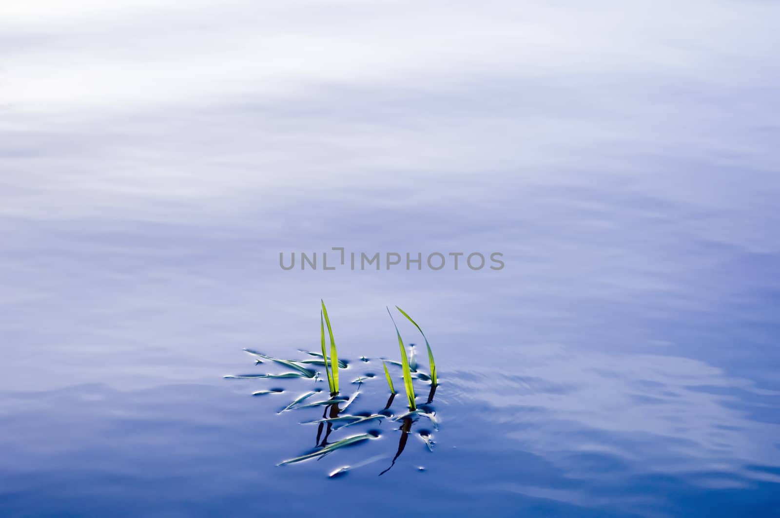 Grass blades emerging from a beautiful smooth water surface 