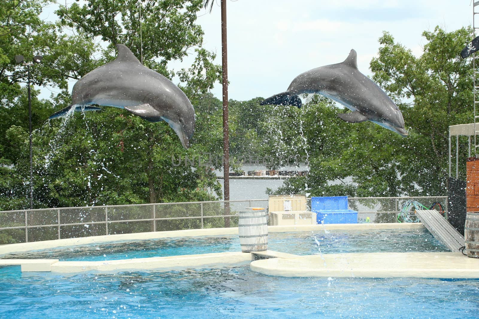 Two dolphins jumping through the air