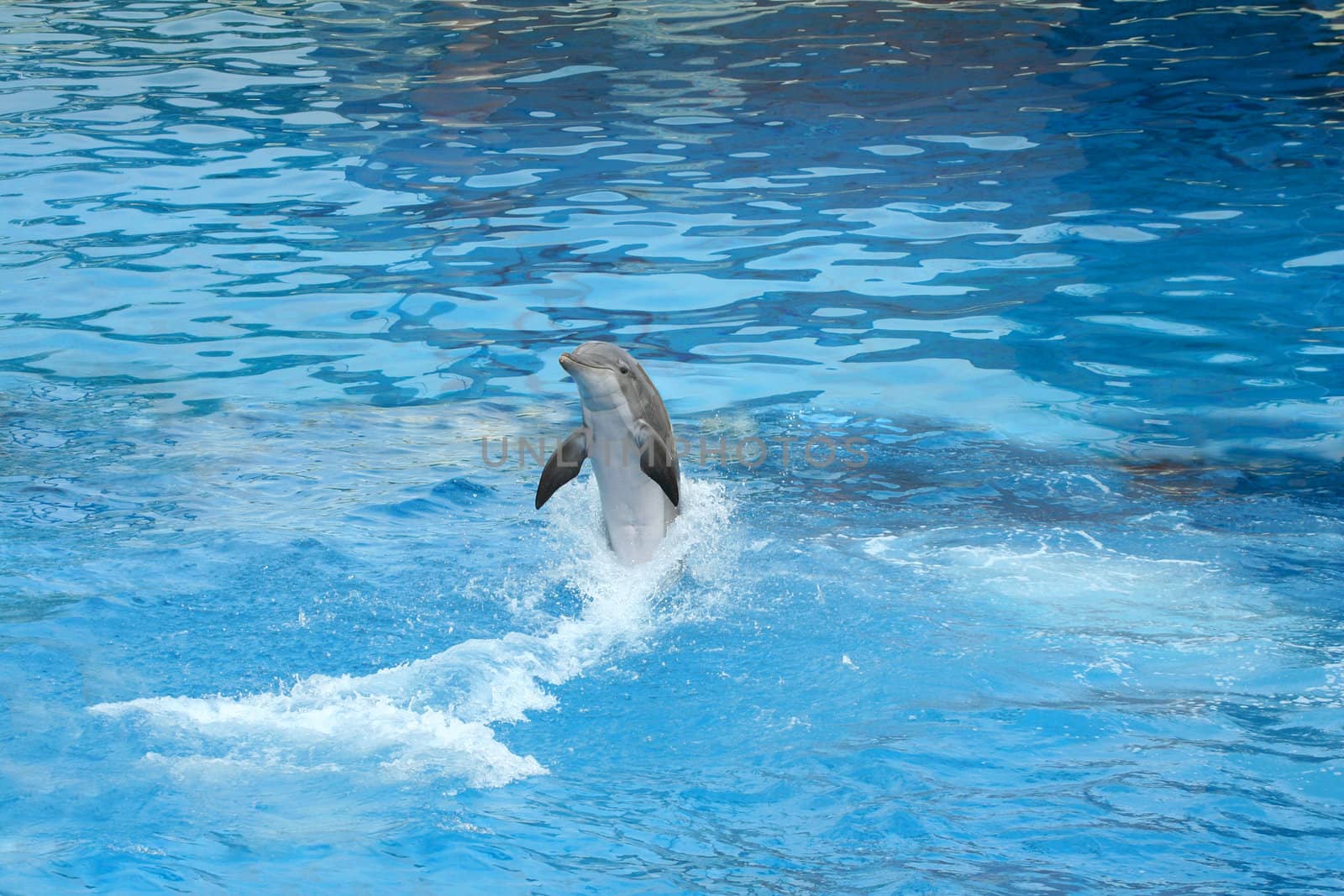 Dolphin swimming backwards in a clear blue pool