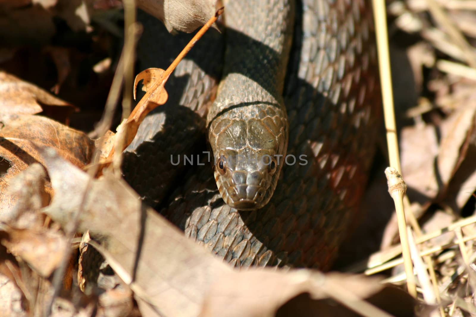 A Snake hiding in the leaves