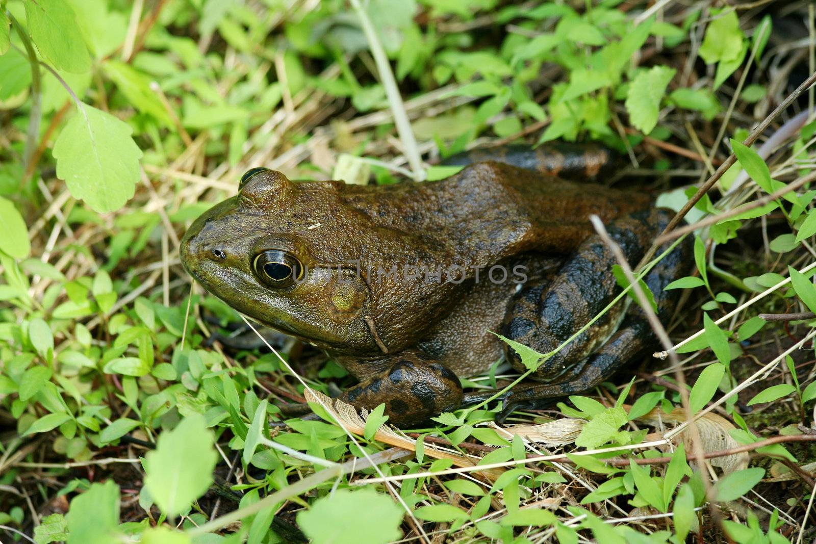 A American Bullfrog in the grass