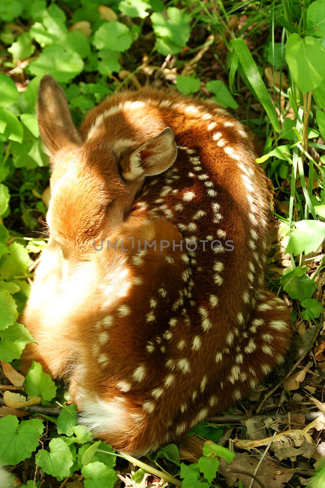 A Baby deer curled up sleeping
