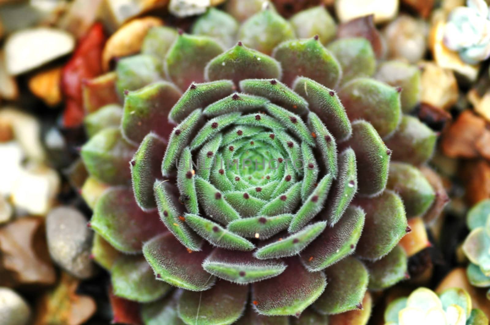 Top view of green plant with shallow depth of field