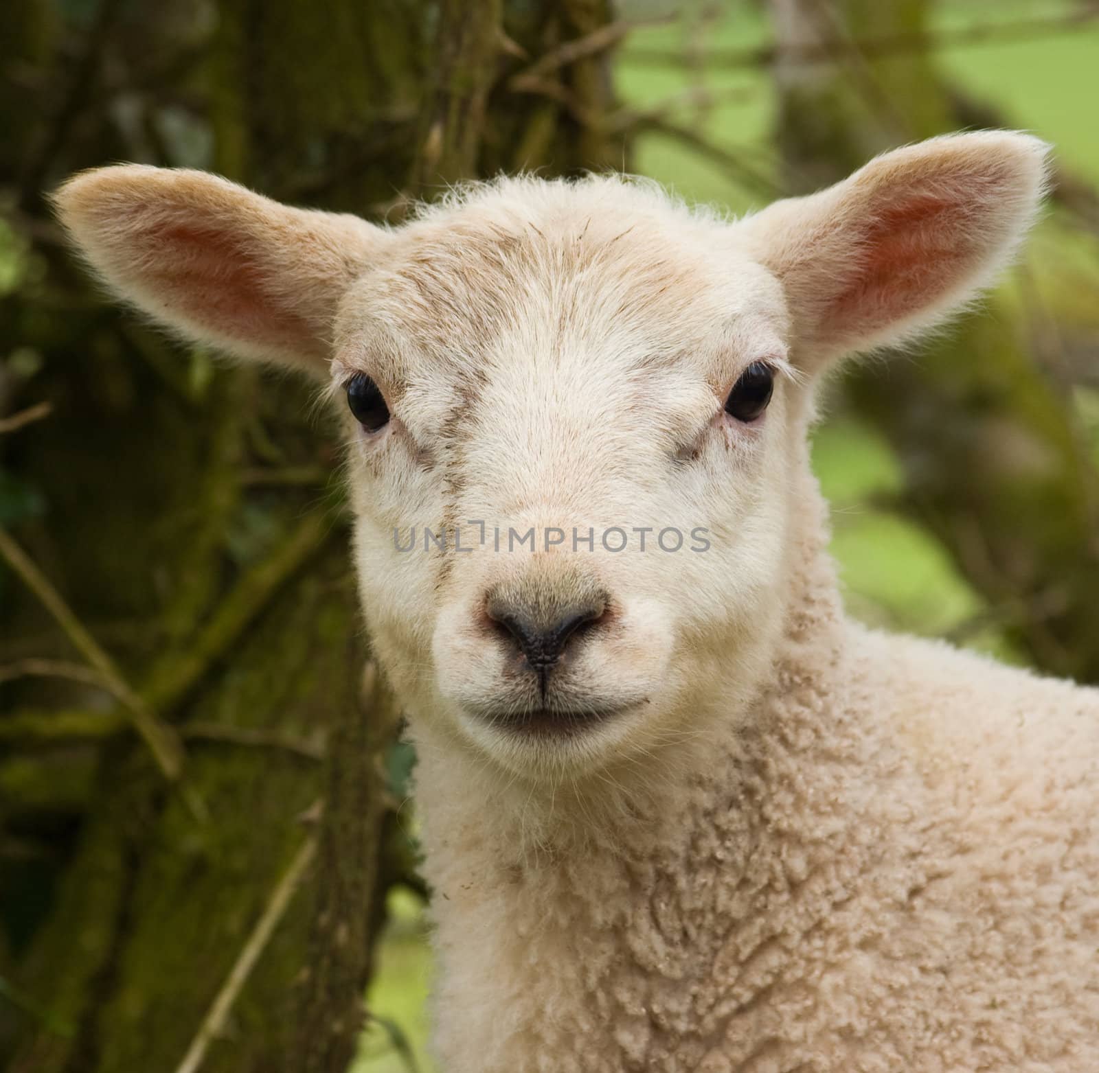 a portrait image of a very young spring lamb with blurred background.