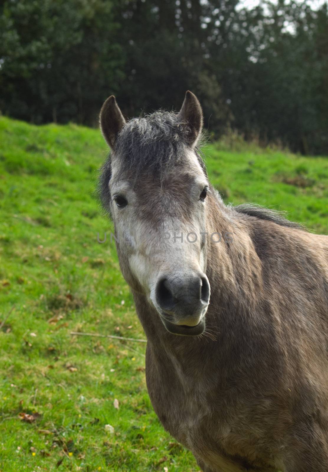 a profile shot of a horse with a funny expression in a field of lush green grass on a summers morning.