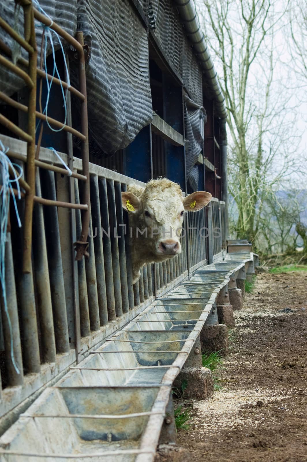 A lone white cow poking its head through the railings of a feeder, within a run down grungy cow shed.