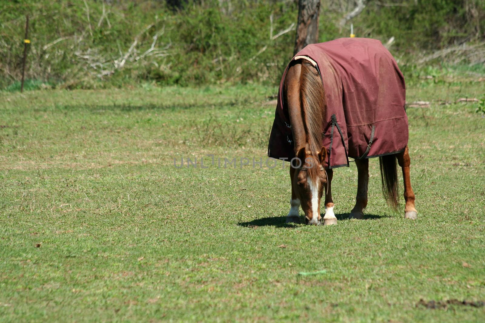 A Brown horse with coat in a green field