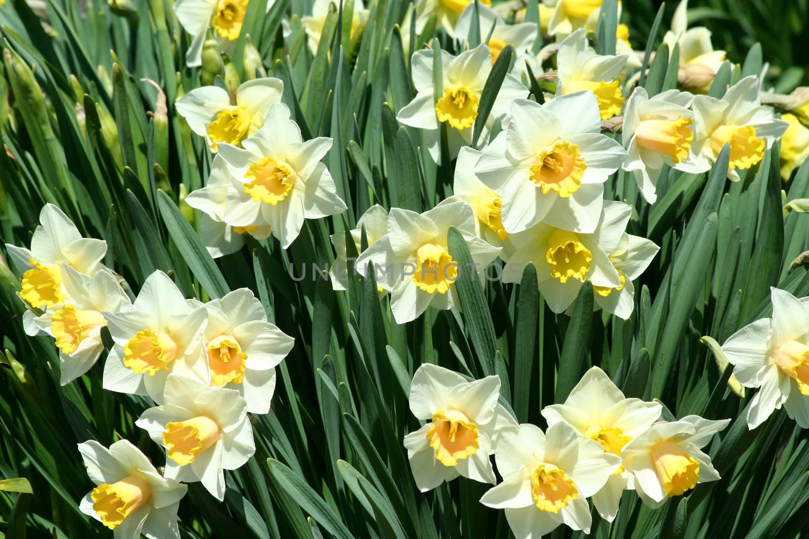Spring time Yellow Daffodils background by njnightsky