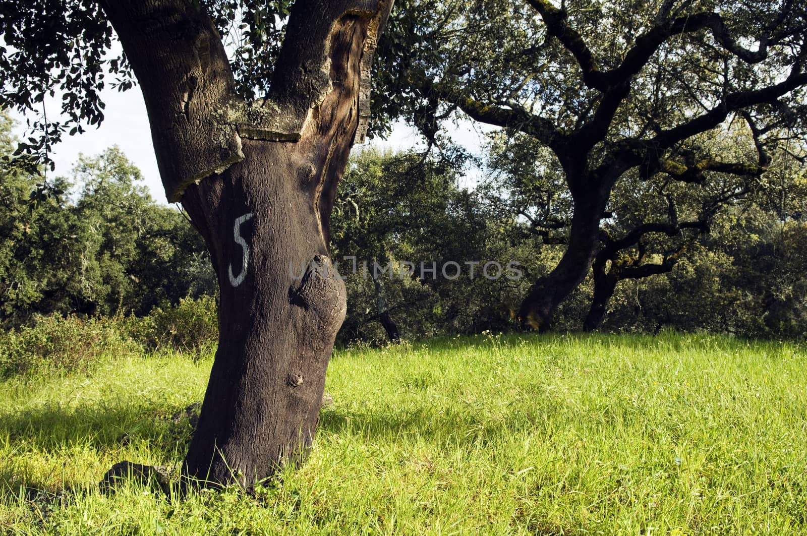 Cork trees (Quercus suber) in the south of Portugal