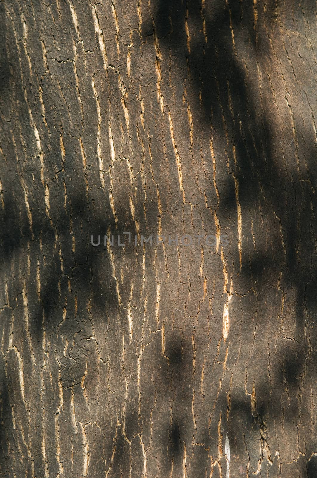 Bark of cork tree detail (Quercus suber) in the south of Portugal