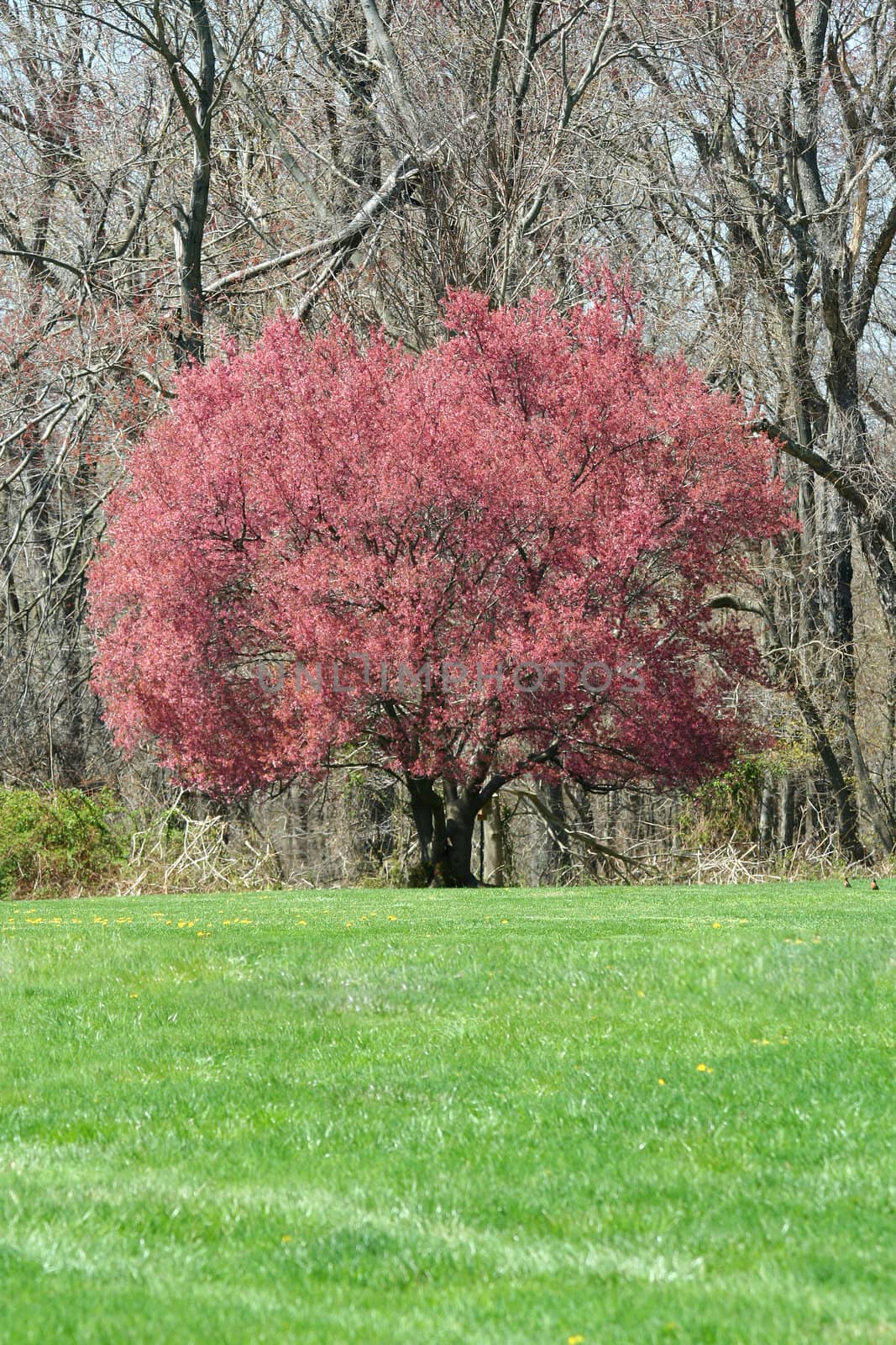 A Red blooming tree at the edge of a field