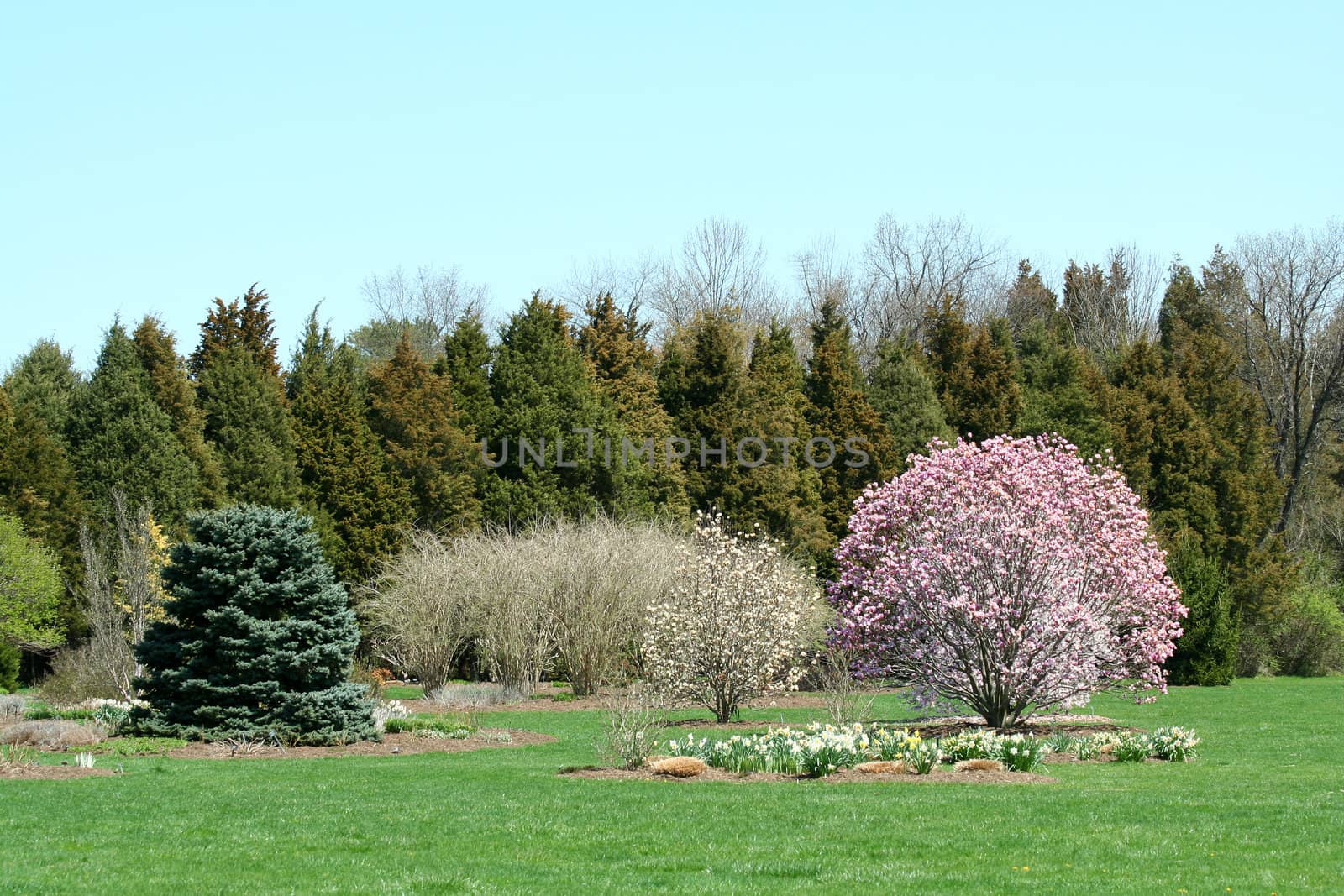 Blooming trees in a park with blue sky