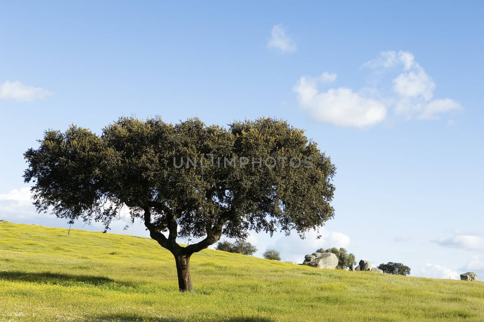 Oak tree � Quercus ilex - in a field of yellow flowers, Alentejo, Portugal