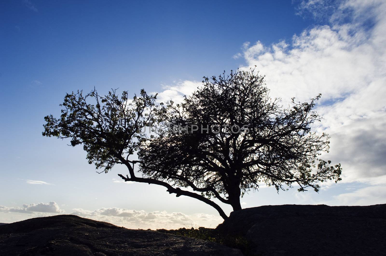 Silhouette tree against the evening blue sky.  Alentejo, Portugal