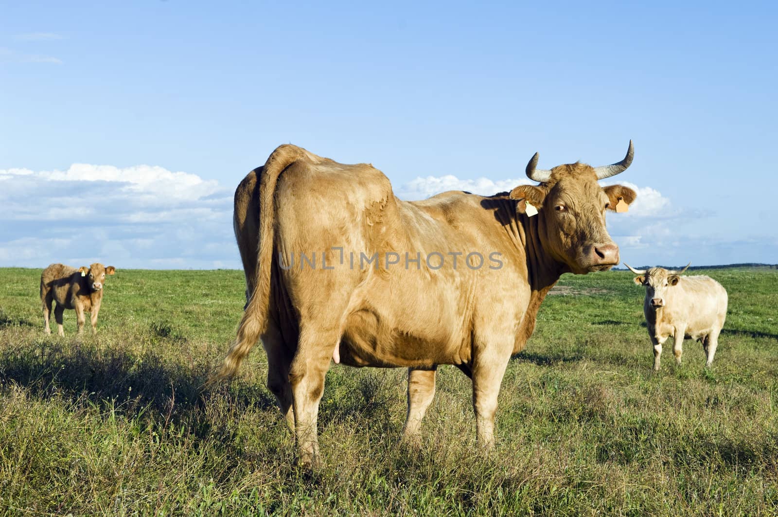 Staring cow in a green grass field.  Alentejo, Portugal