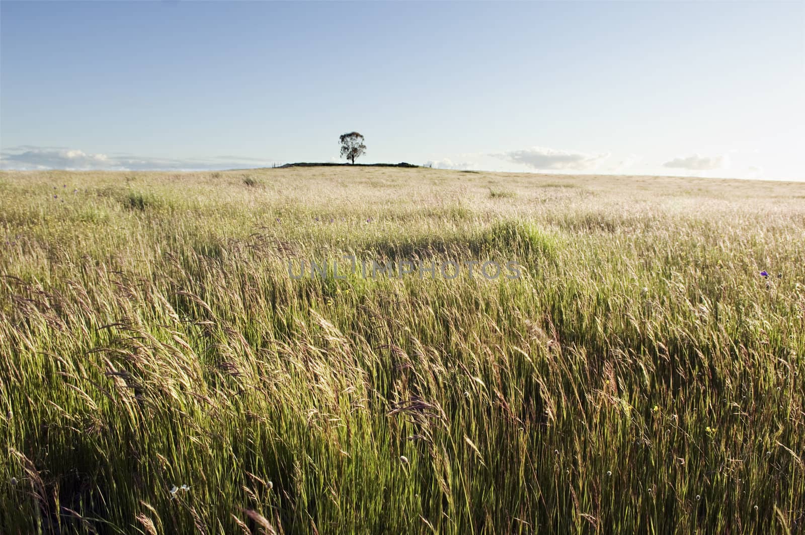 Pasture field by mrfotos