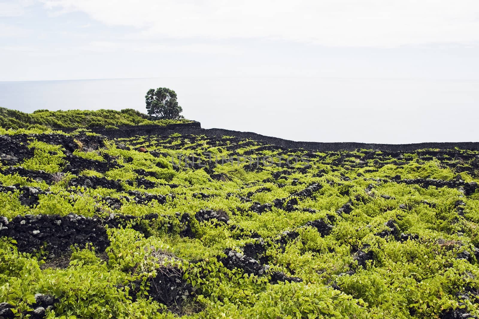 Vineyard of Pico island by mrfotos