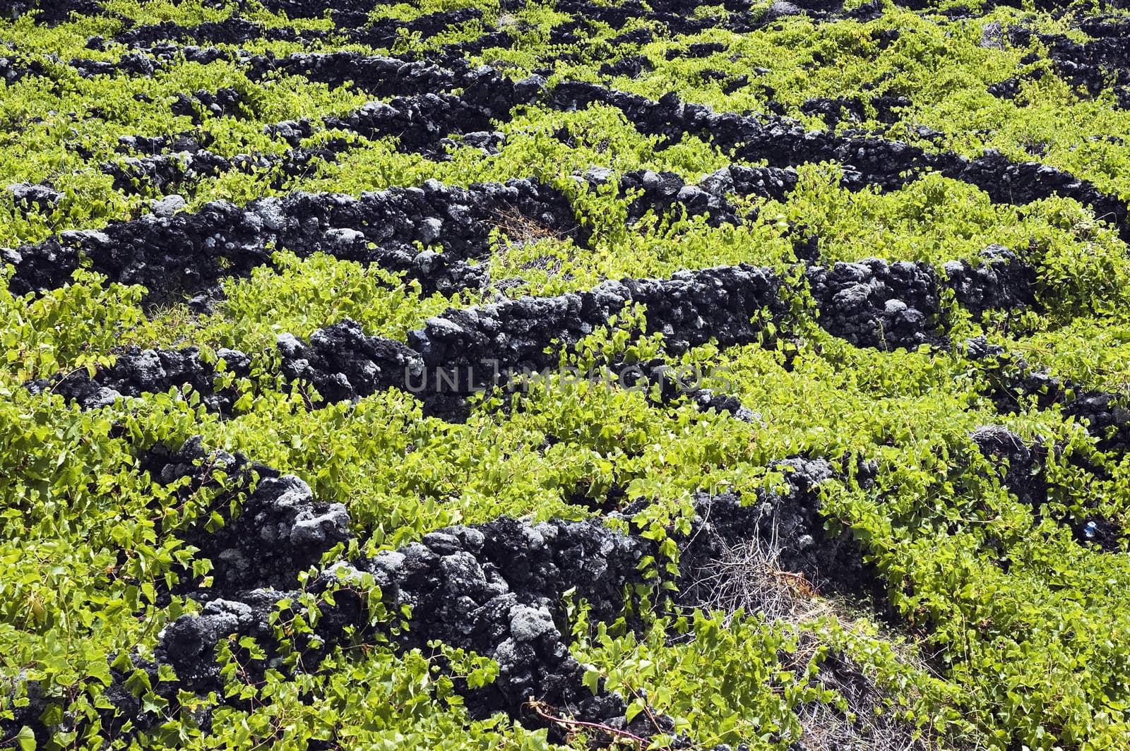 Vineyard of Pico island by mrfotos