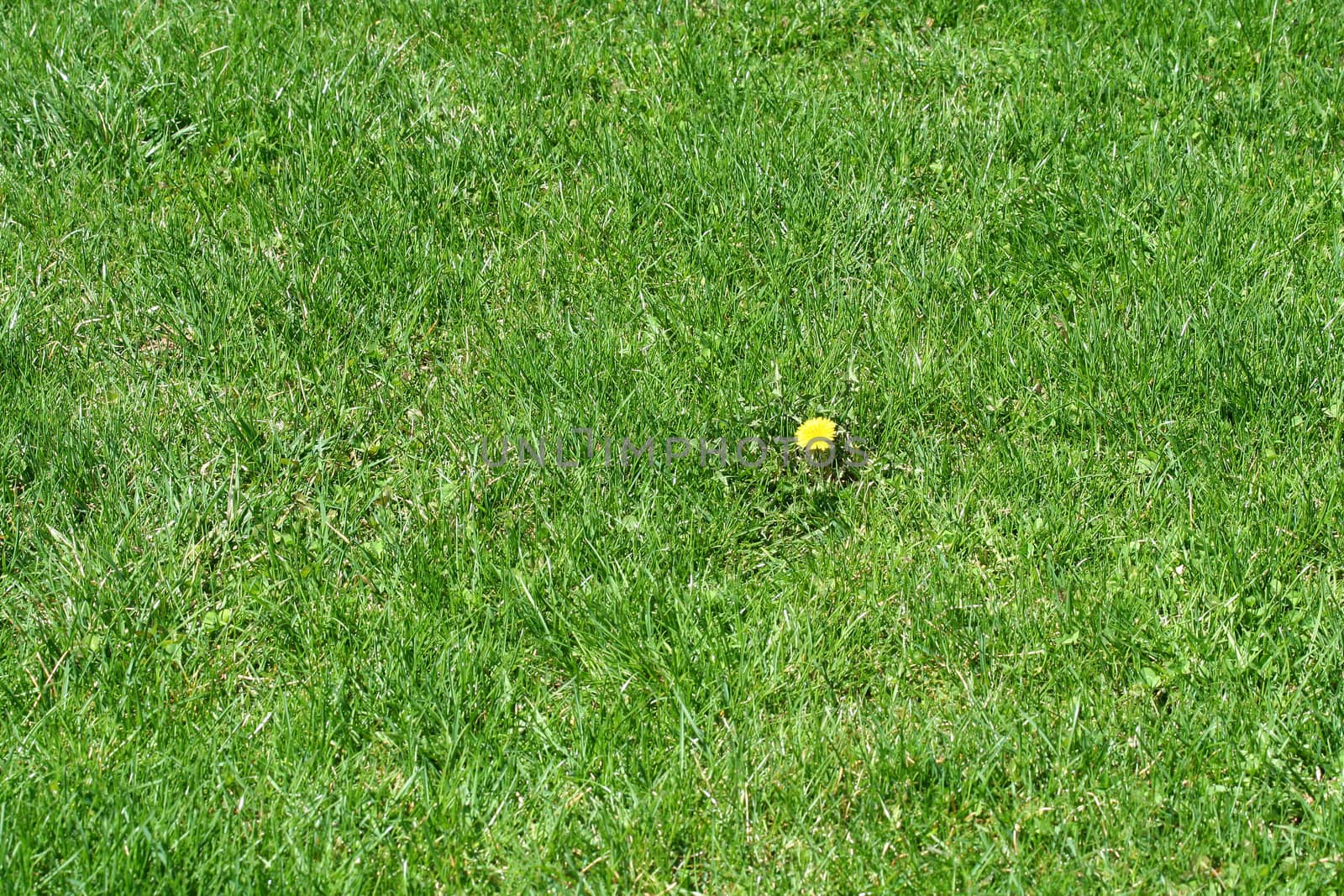 A Single dandelion in some green grass
