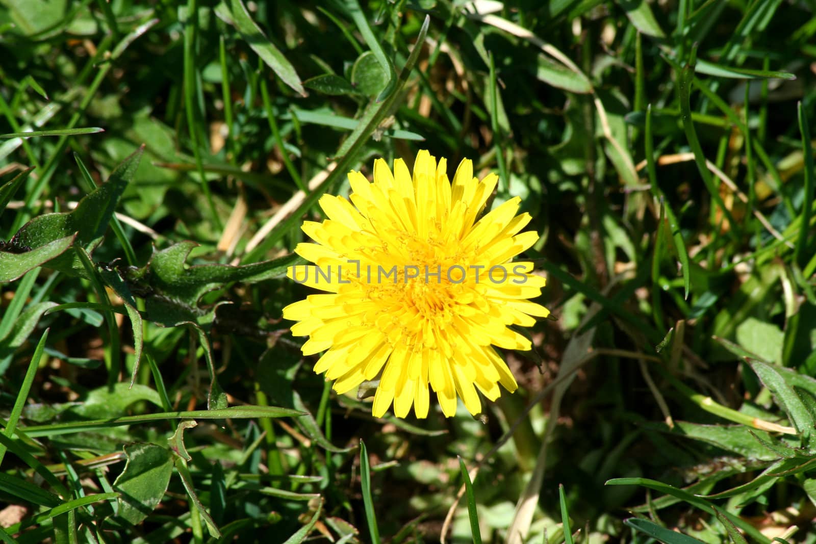 A Single dandelion in some green grass
