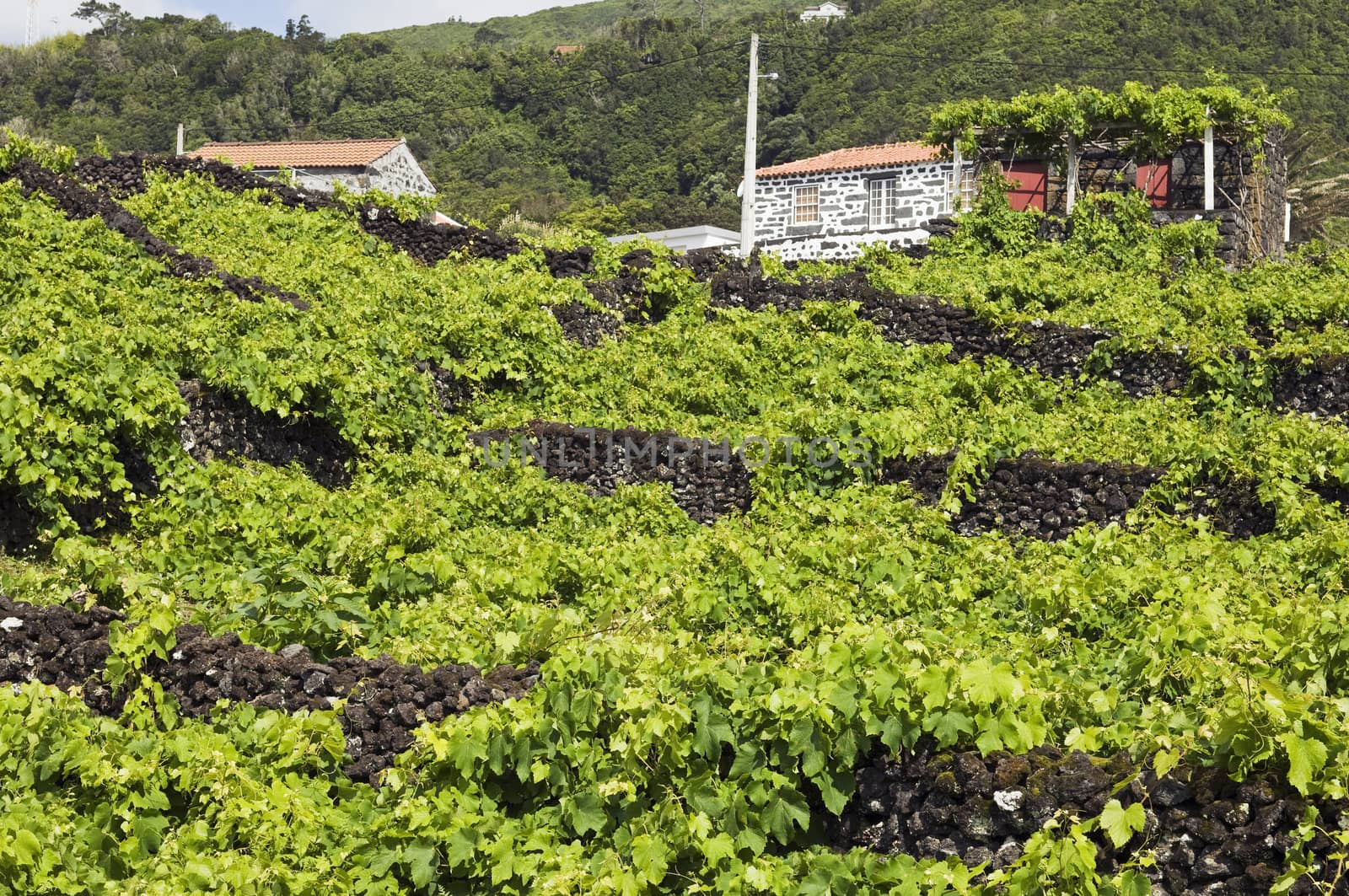 Traditional vineyards of Pico Island, Azores, Portugal