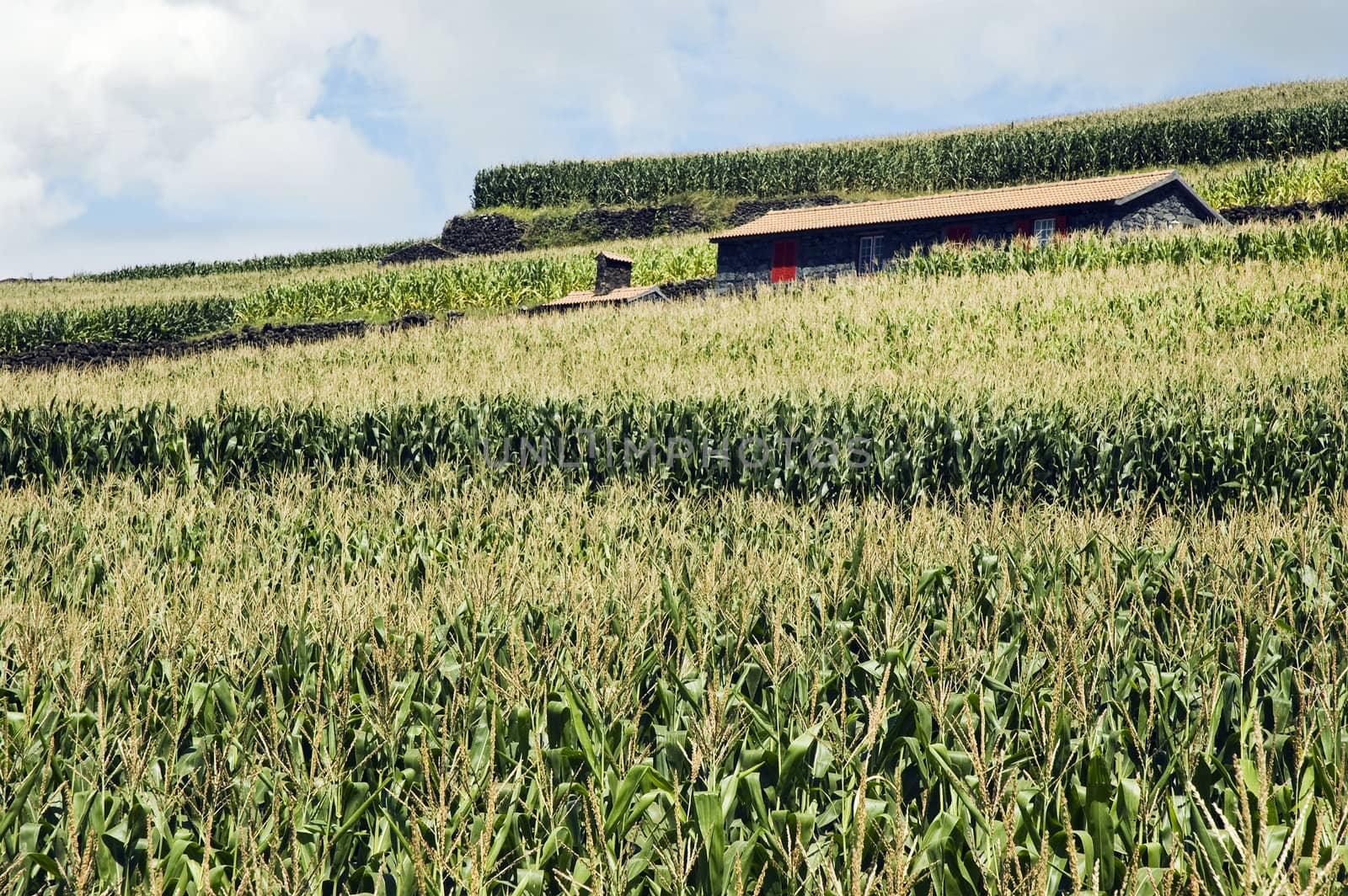 House in a corn field by mrfotos