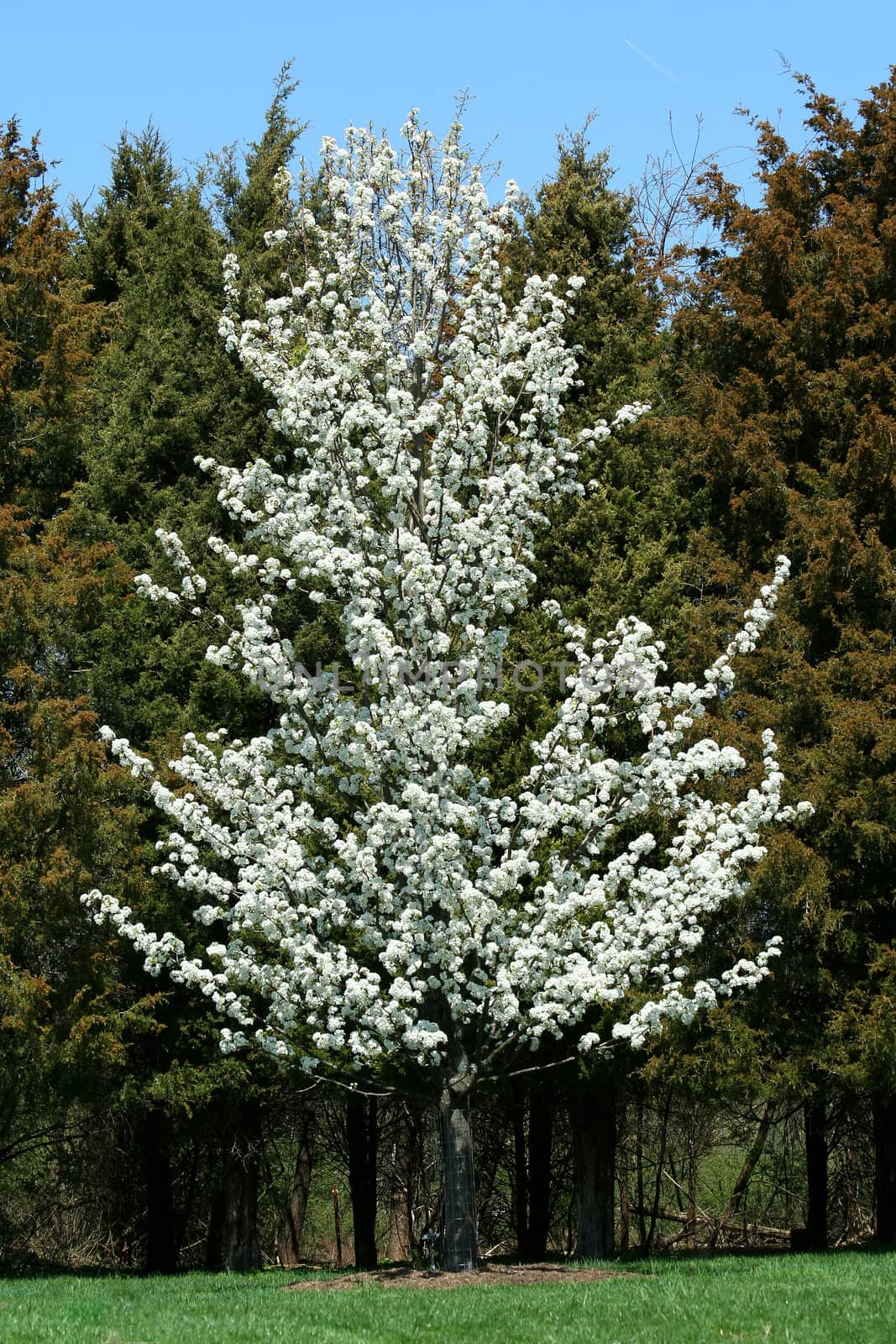 A Blooming callery pear tree in spring