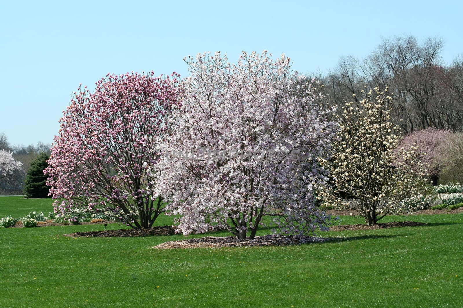 Some Trees blooming in a park spring has arrived