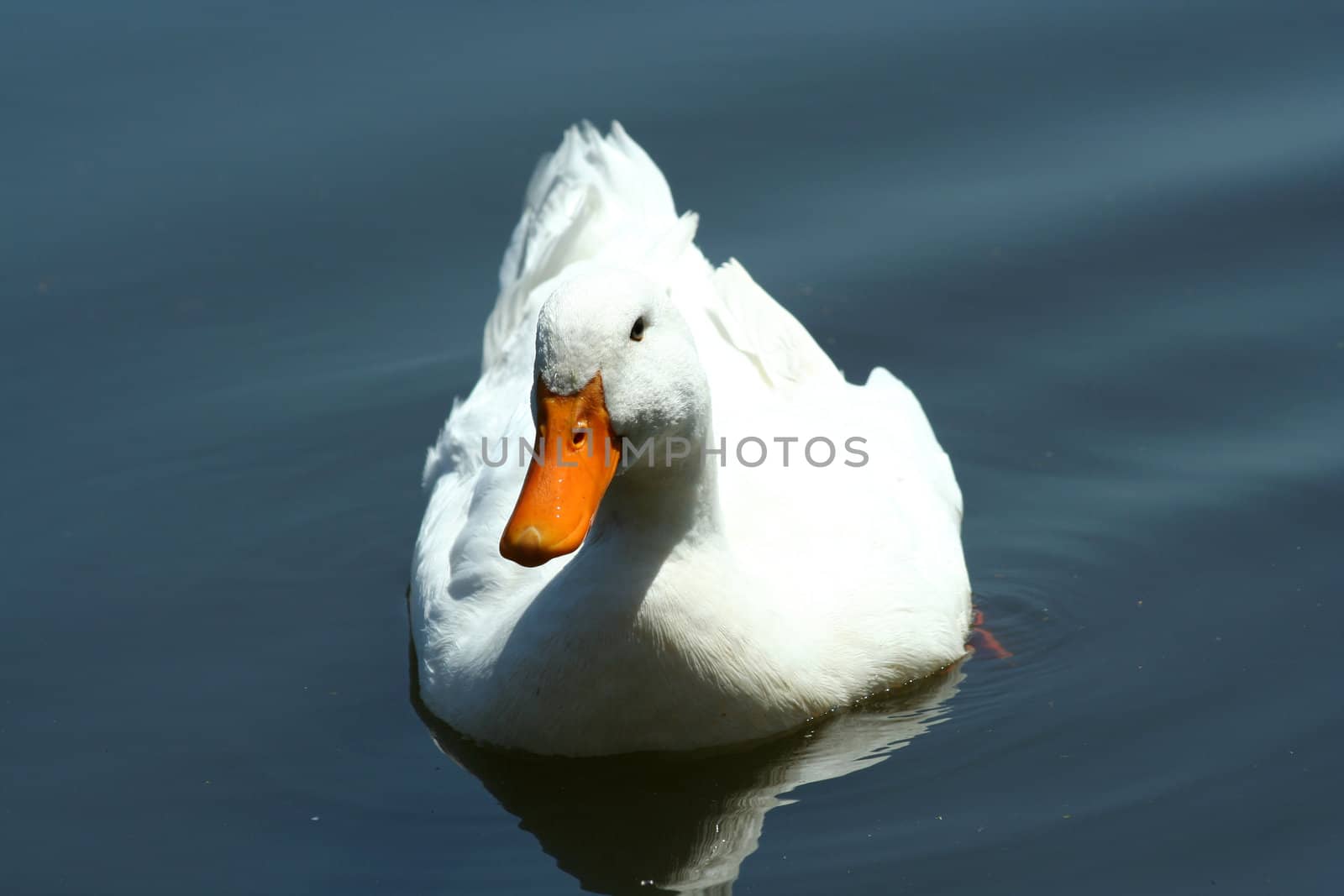 A White domestic duck in a pond