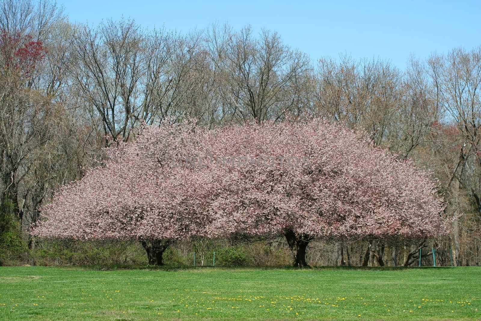 Some Trees blooming in a park spring has arrived