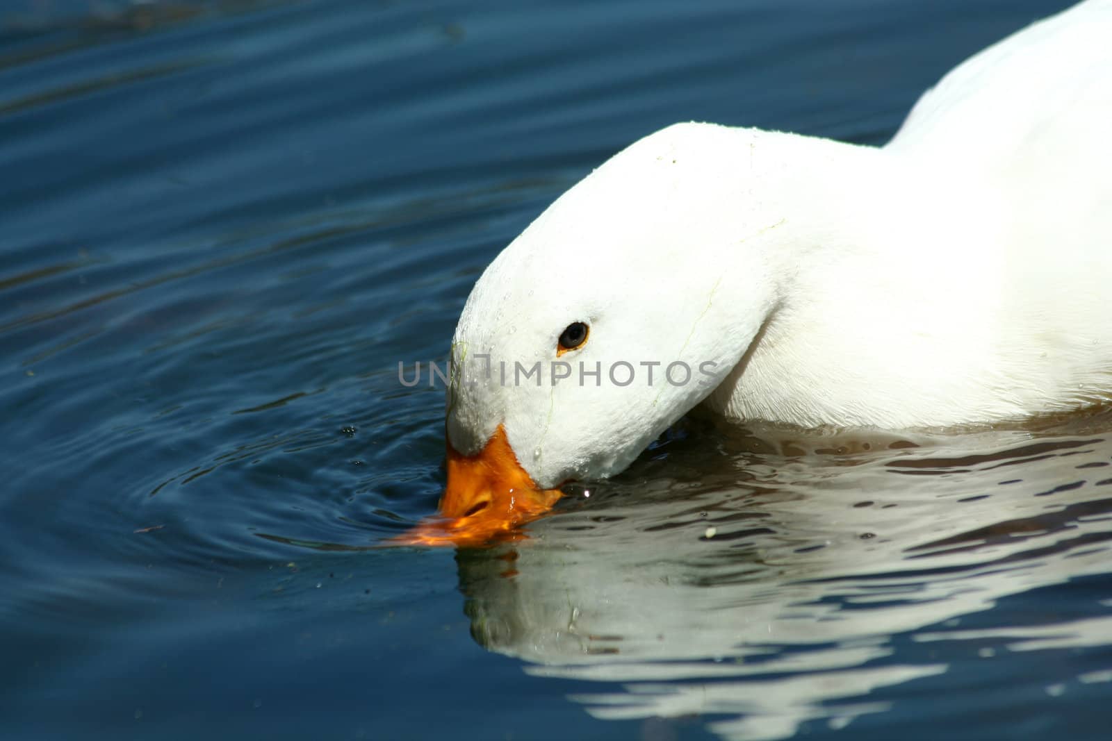 A White domestic duck drinking in a pond