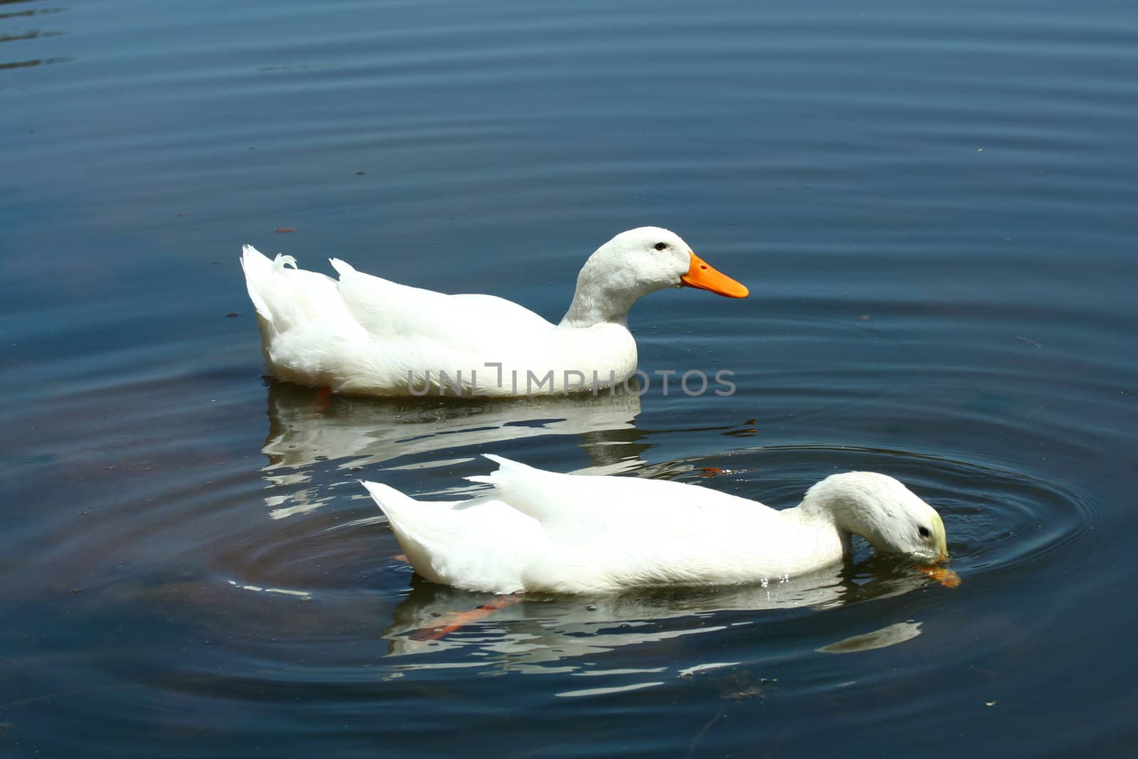 A White domestic ducks in a pond