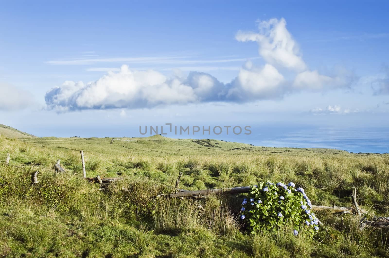 Pasture landscape of Pico island, Azores by mrfotos