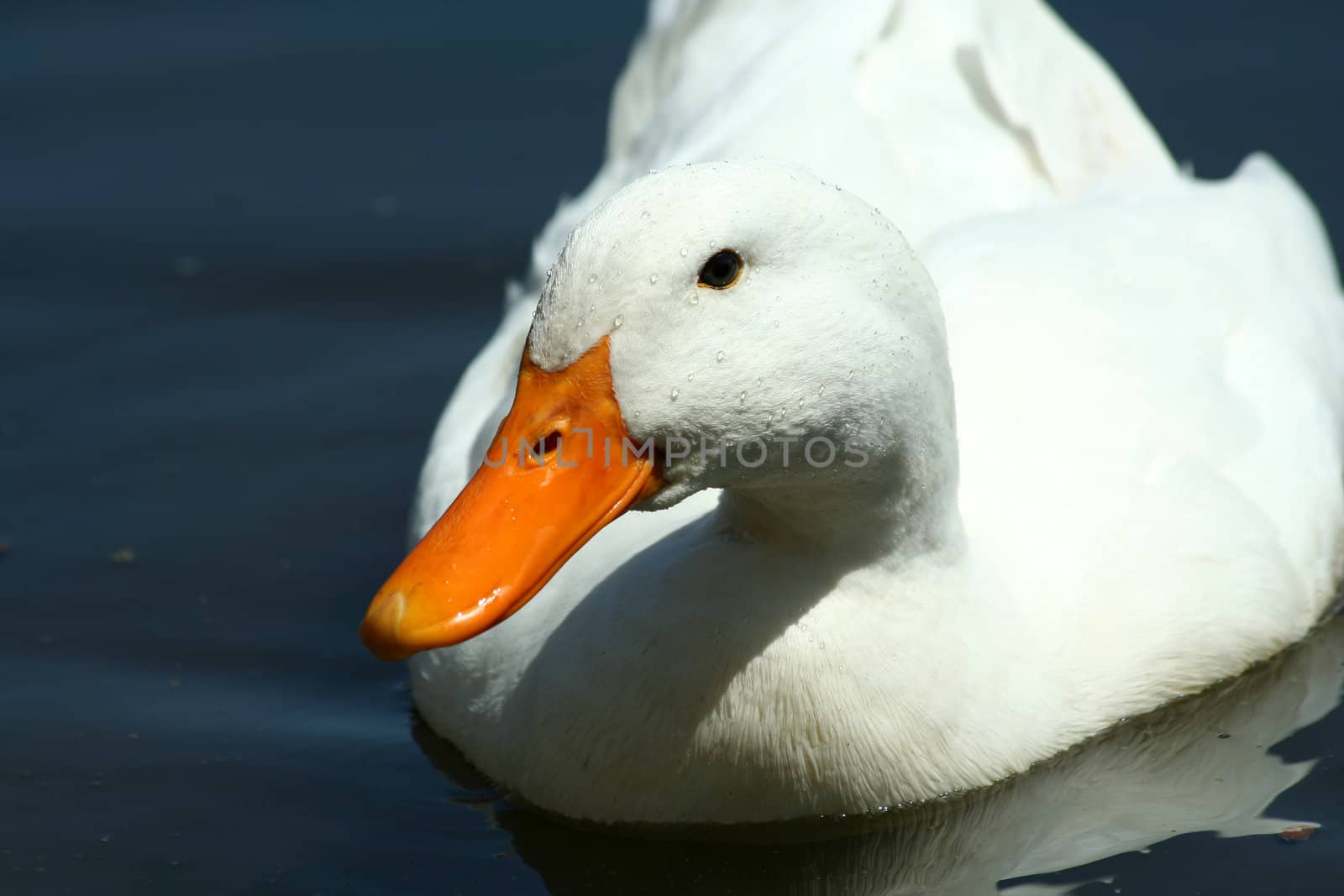 A White domestic duck in a pond