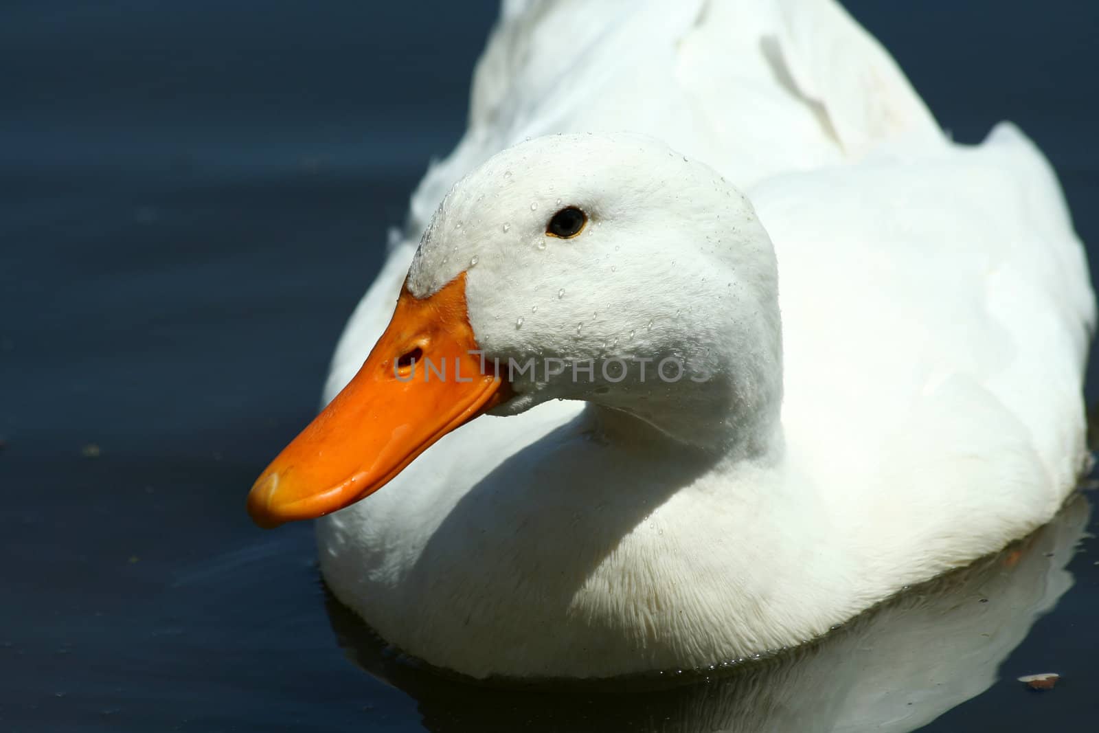 A White domestic duck in a pond