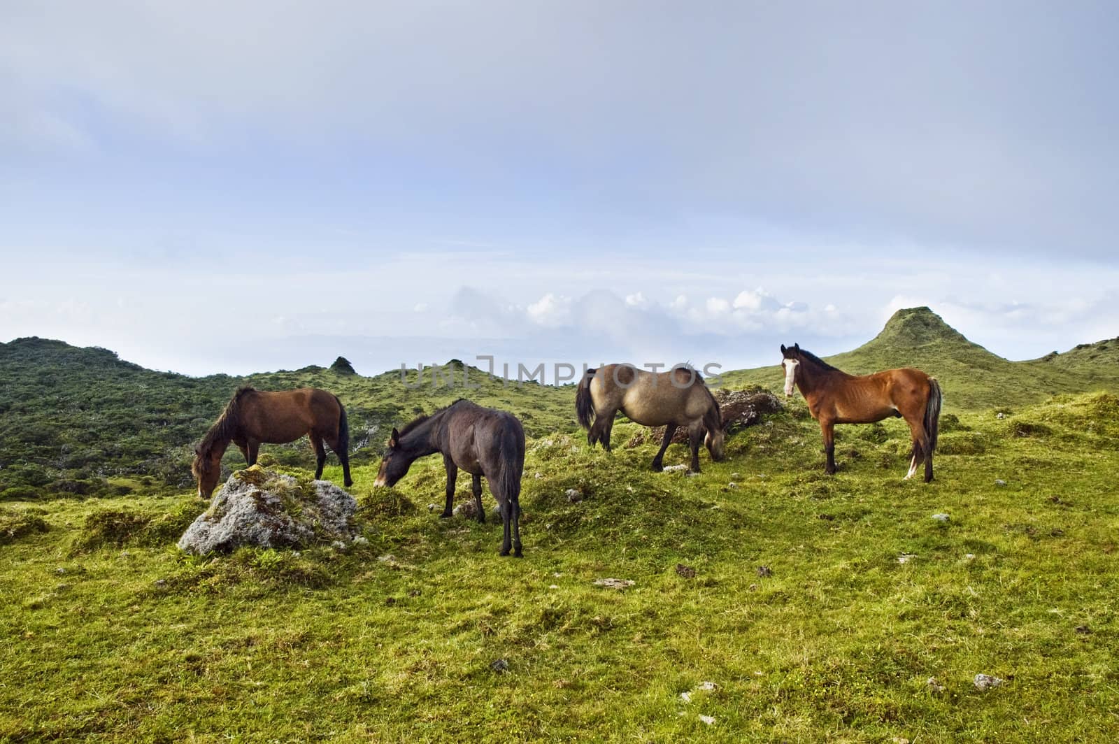 Horses grazing in Pico island, Azores by mrfotos